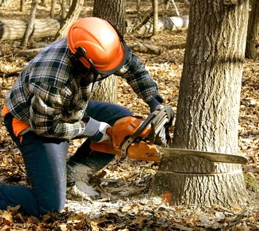 Tree Removal in Grafton, VT